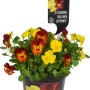 Viola Flame Giallo/Rosso in vaso, ca. 12 cm Ø. Pianta primaverile per aiuole e balconi.