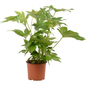 Aralia da interno (Fatsia japonica) in vaso marrone, ca. 17 cm di diametro. Pianta verde decorativa per interni.