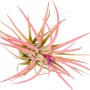 Tillandsia Mix, una pianta d'appartamento decorativa e facile da curare con foglie rosa.