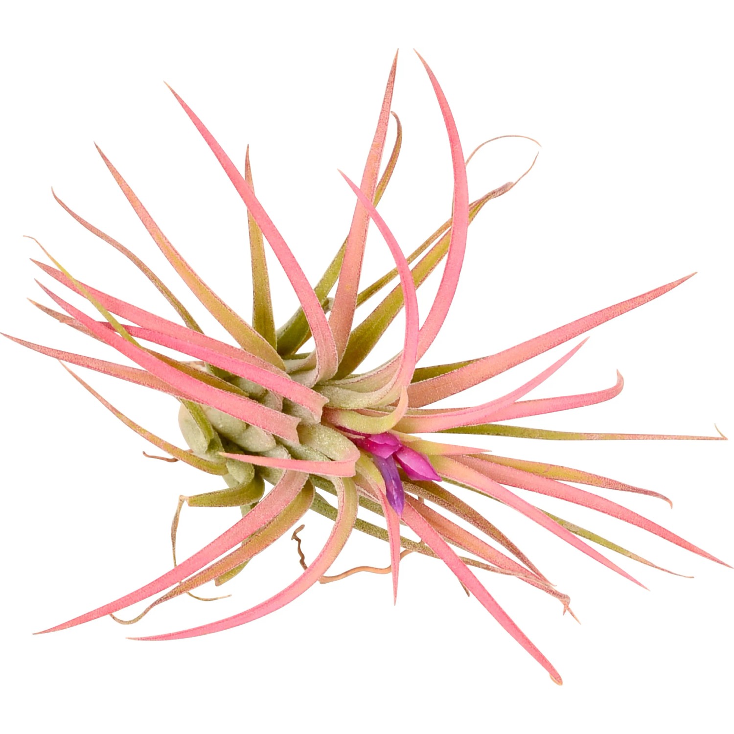 Tillandsia Mix, una pianta d'appartamento decorativa e facile da curare con foglie rosa.