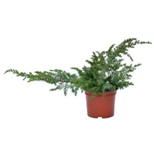 Ginepro nano in vaso, aghi verdi, pianta ornamentale da giardino.