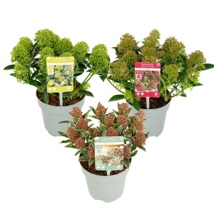 Tre piante di Skimmia in vaso, diverse varietà per interni.