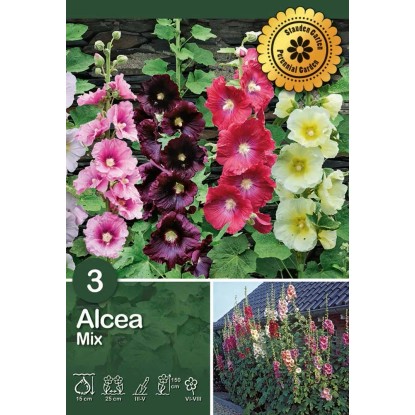 Alcea "Mix"
