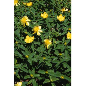 Arbusto ornamentale t.b.t. a fiori gialli con foglie verdi.