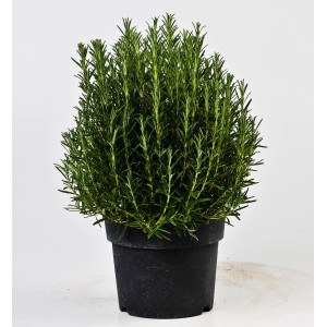 Rosmarino in vaso, pianta aromatica per cucina e giardino.