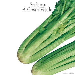 Sedano verde fresco, ortaggio a foglia per insalate e cucina.