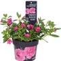 Callie Double Rose in vaso, pianta pensile rosa per balcone e terrazza.