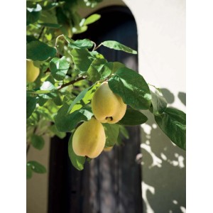 Cydonia oblonga `Del Portogallo` - Cotogni