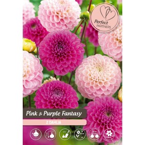 Mix di dalie rosa e viola come bulbi da fiore per aiuole e giardini.