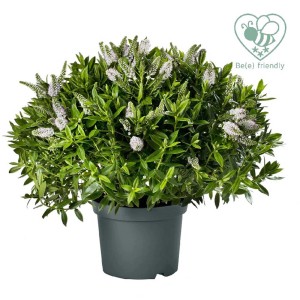 Veronica fiorita in vaso, foglie verdi, fiori bianchi.