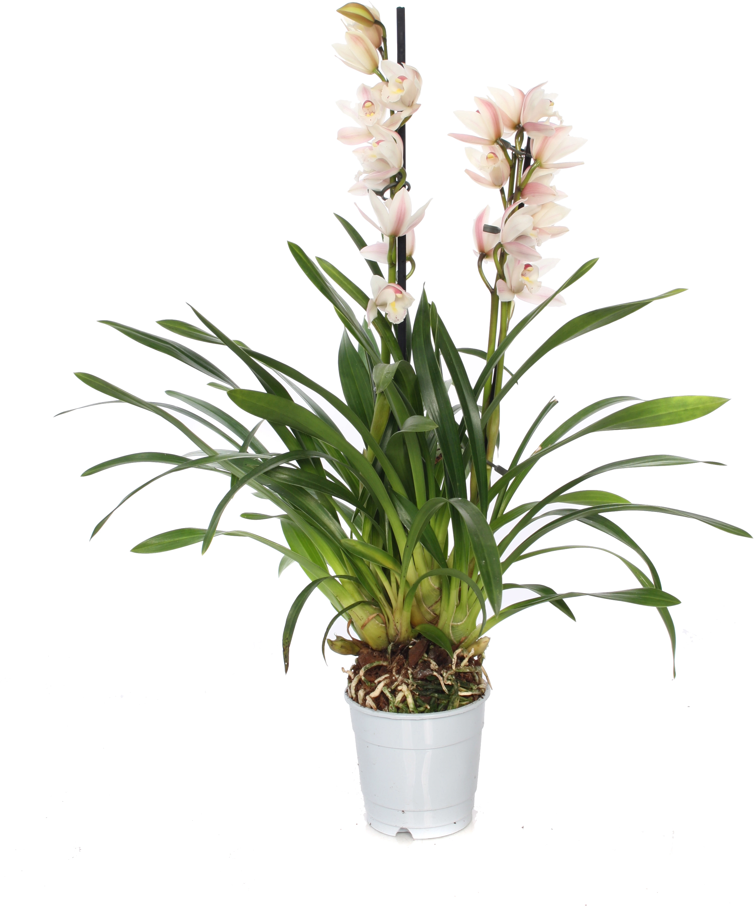 Orchidea Cymbidium assortita con vaso Ø 12 cm H 50-75 cm