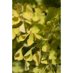 Primo piano di un bonsai Ginkgo con foglie gialle.