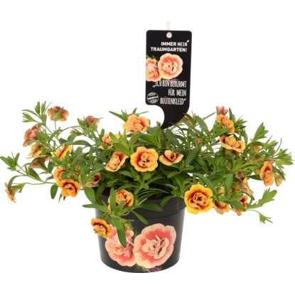 Calibrachoa Double Orange Red Eye vaso Ø 12 cm H20 cm