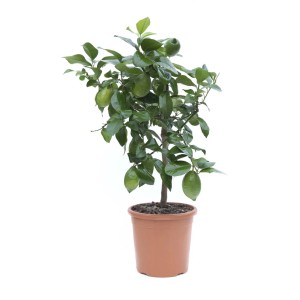 Piccolo albero di limone in vaso con foglie verdi e frutti.
