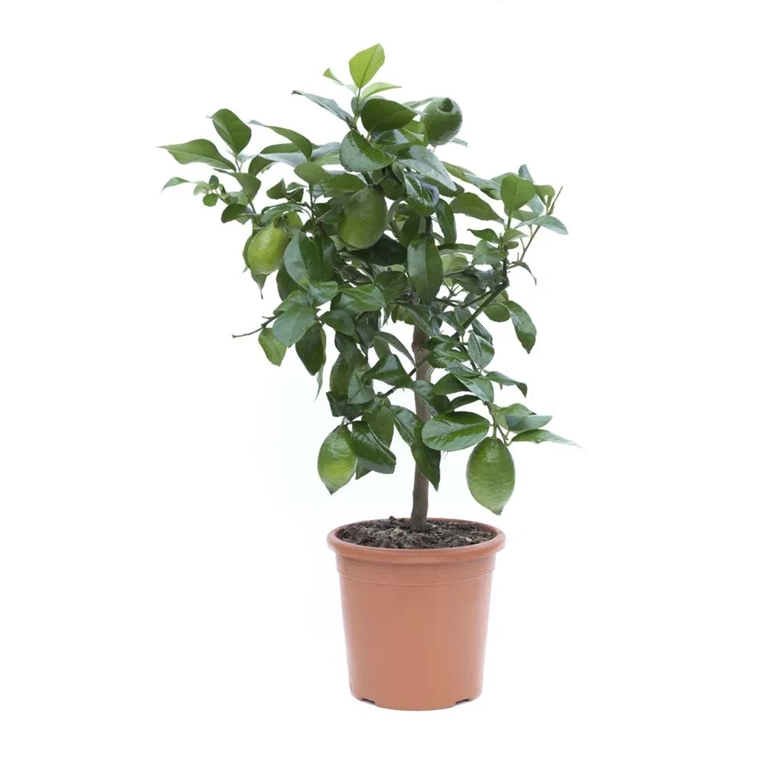 Piccolo albero di limone in vaso con foglie verdi e frutti.
