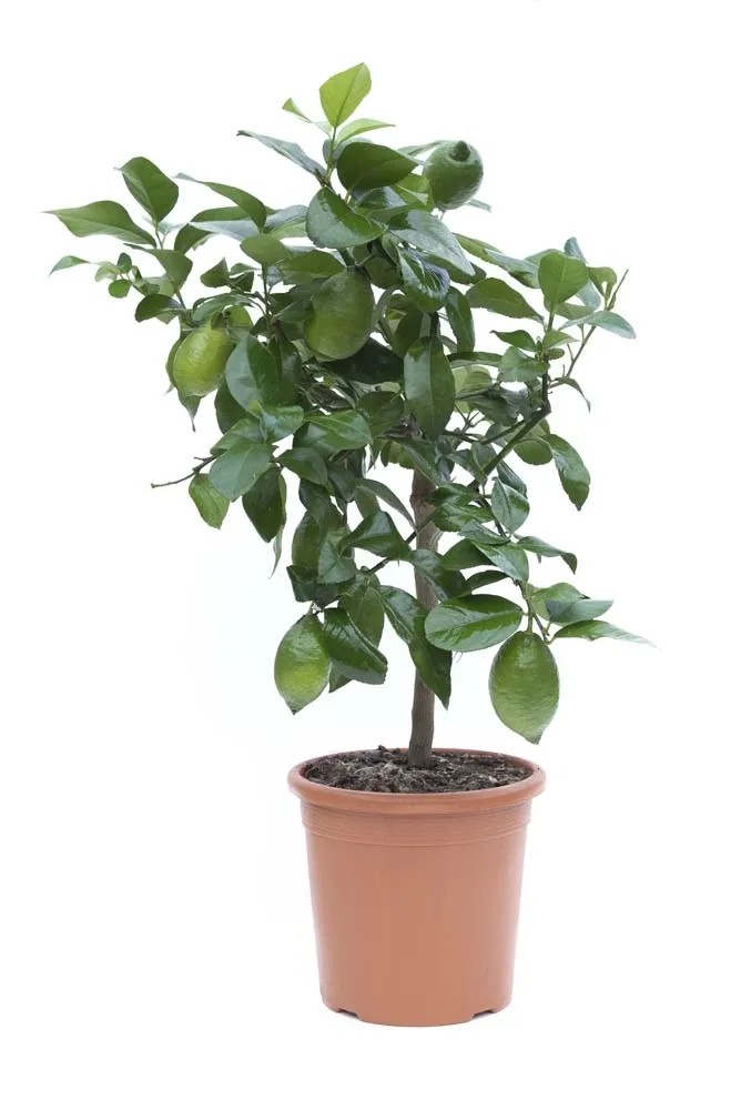 Vannucci Piante - Citrus Mitis, Citrus Calamondino, Agrumi, Pianta Vera, Pianta Da Terrazzo - 13
