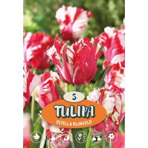 Tulipani Estella Rijnveld, fiori doppi rosso-bianchi, ideali per aiuole e vasi.