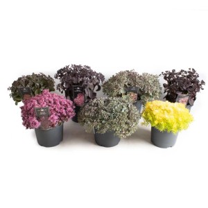 Varietà di Sedum siberiano in vaso, altezza circa 30 cm.