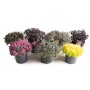 Varietà di Sedum siberiano in vaso, altezza circa 30 cm.