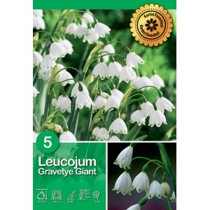 Campanelle di primavera 'Gravity Giant' con fiori bianchi a forma di campana e steli verdi.