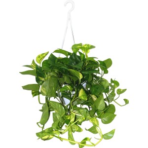 Pianta pensile con foglie verdi e gialle in vaso.