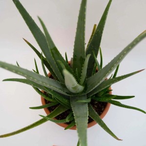 Aloe vera Piante grasse vaso Ø 25 cm