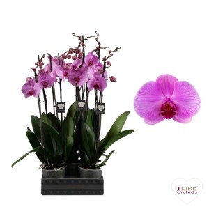 Phalaenopsis 2Ra 18+ Orlando Rosa Vaso 12 cm