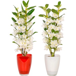 Due orchidee bianche in vasi rossi e bianchi.