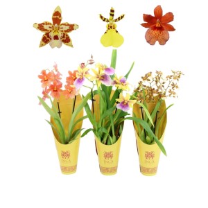 Orchidea Sunny Glow Vaso Ø 9 cm