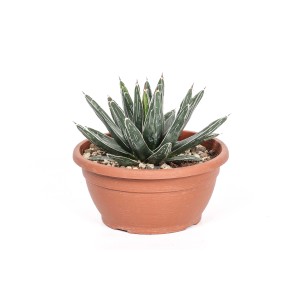 t.b.t. succulenta in vaso, ideale come pianta d'appartamento. Pianta grassa decorativa e facile da curare.