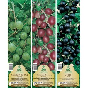 Immagine di tre diverse varietà di Uva Spina: Rezistent de Cluj, Hinnonmaki roșu, Josta.