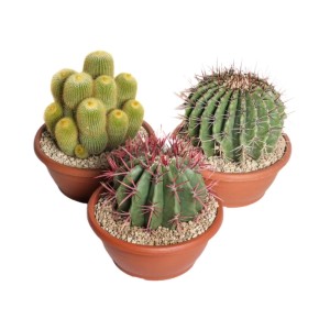 Cactus mix ciotola Ø 25 cm