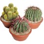 Cactus mix ciotola Ø 25 cm_2