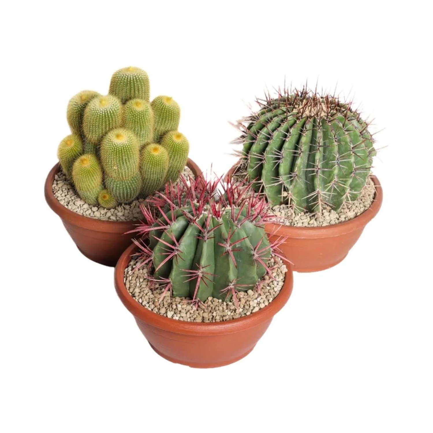 Cactus mix ciotola Ø 25 cm_2