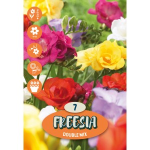 Freesie doppie miste: Fiori di fresia colorati in giallo, rosso, viola e rosa.