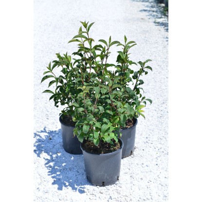 Viburnum bodnantense `Charles Lamont`