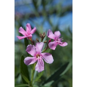 Primo piano dei fiori rosa dell'arbusto t.b.t.