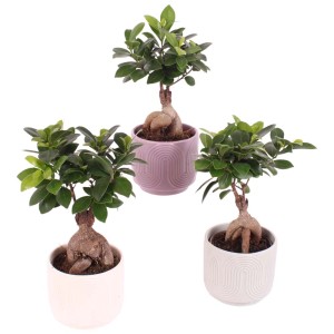 Tre piante di Ficus Bonsai in vasi bianchi e viola.