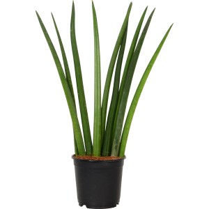 Sanseveria cylindrica in vaso nero, ca. 14 cm Ø. Pianta verde da interni.