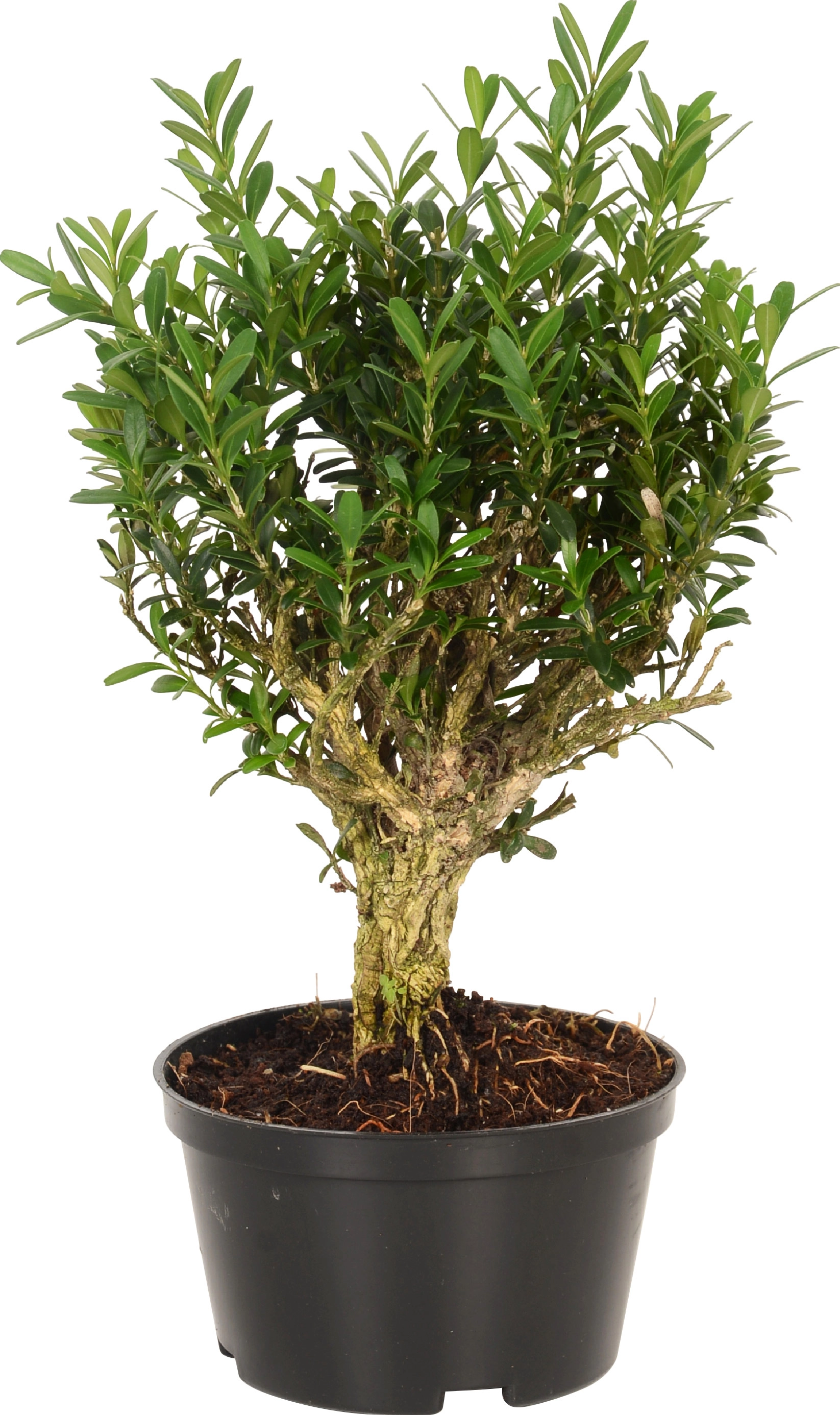 Vasi per bonsai: tipologie e caratteristiche