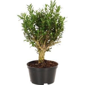 Piccolo bonsai da interno in vaso, diverse varietà disponibili. Pianta verde decorativa.