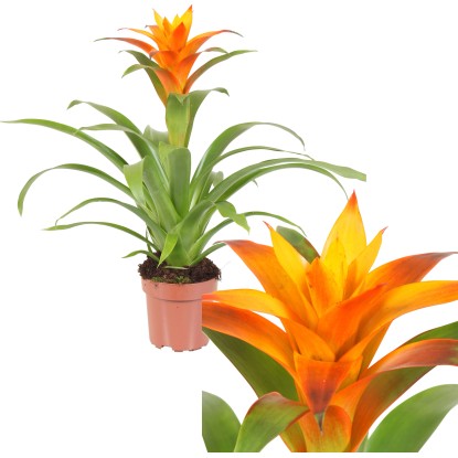Guzmania Deseo Yellow in vaso Ø 12 cm