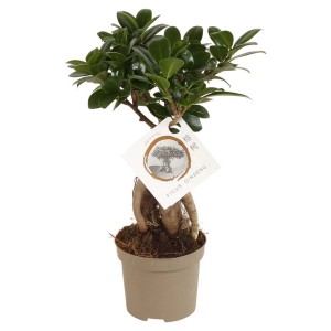 Ficus Ginseng (Bonsai) in vaso con foglie verdi. Pianta da interno.