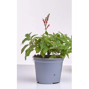 Pianta aromatica t.b.t. in vaso con fiori rossi.