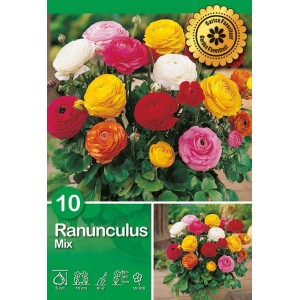 Mix colorato di ranuncoli, fiori estivi per aiuole e vasi.