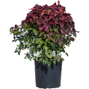 Arbusto ornamentale colorato in vaso, foglie verdi e rosse.