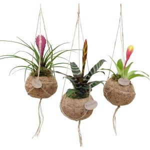 Tre Tillandsia bromeliacee sospese in gusci di cocco con fiori colorati.
