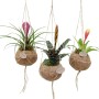 Tre Tillandsia bromeliacee sospese in gusci di cocco con fiori colorati.