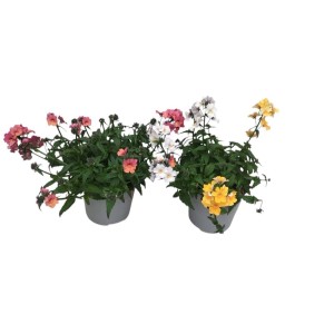 Piante fiorite t.b.t. in vaso con fiori colorati.