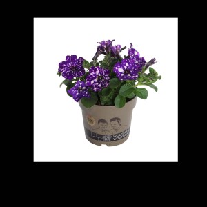 t.b.t. Fiore primaverile in vaso, viola con macchie bianche.